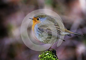 European robin, Erithacus rubecula, or robin redbreast, perched on a branch