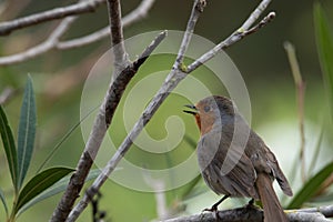 European robin Erithacus rubecula singing