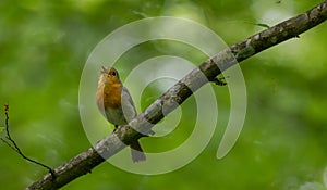 European robin Erithacus rubecula singing