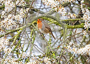 European Robin - Erithacus rubecula singing and surrounded by Blackthorn Blossom.