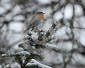 European robin, Erithacus rubecula sits on a snowy fir branch