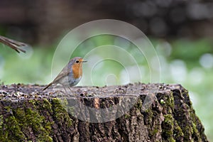 European robin (Erithacus rubecula) sitting