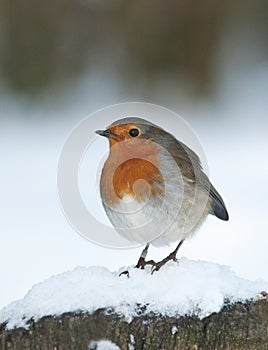 European robin (Erithacus rubecula) photo