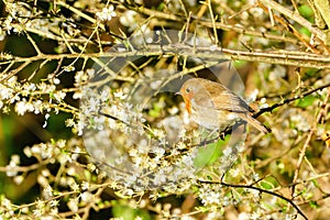 European Robin (Erithacus rubecula) among some spring time foliage, in London, England