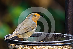 European Robin (Erithacus rubecula) standing in a bowl of bird food