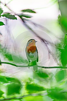 European Robin or Erithacus rubecula standing calmly on tree branch