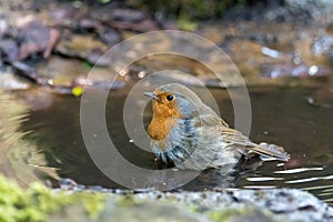 European robin & x28;Erithacus rubecula& x29; taking bath in puddle