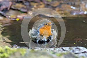 European robin & x28;Erithacus rubecula& x29; taking bath in puddle, head