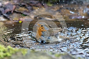 European robin & x28;Erithacus rubecula& x29; taking bath in puddle, profi