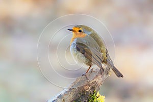 European Robin - Erithacus rubecula, Worcestershire, England.