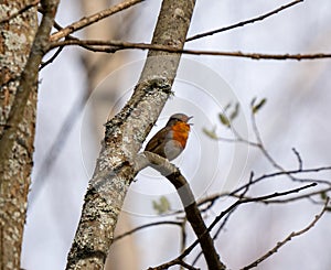 The European robin (EThe European robin (Erithacus rubecula)