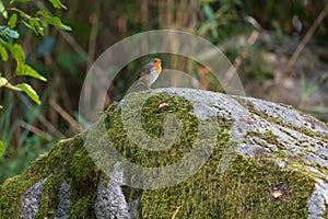 European Robin photo