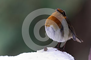 European robin with feathers fluffed up against the cold