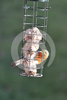 A European robin feeding from a birdfeeder in winter