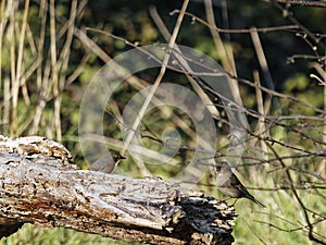 The European robin and female chaffinches on a wood used as bird table