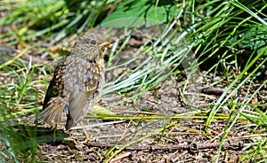 European robin fledgeling in the wild