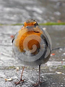 European Robin front view