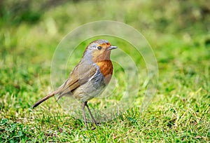 An European robin on the grass