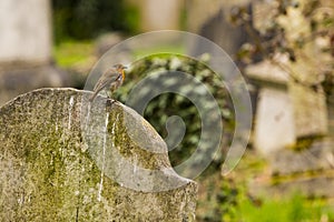 European robin on a gravestone