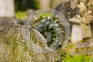 European robin on a gravestone photo