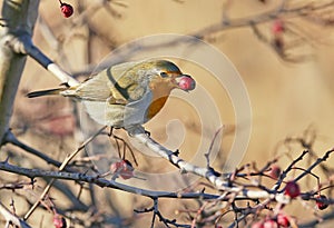 European robin with a hawthorn berries in its beak