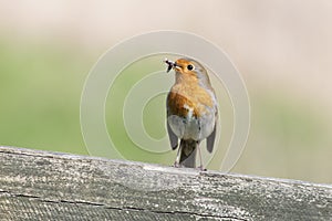 European Robin with insects