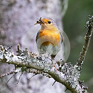 European robin with insects in the beak