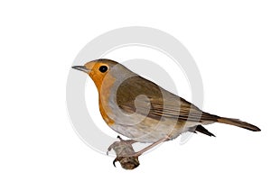 European Robin isolated