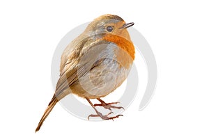 European Robin isolated on white background Erithacus Rubecula.