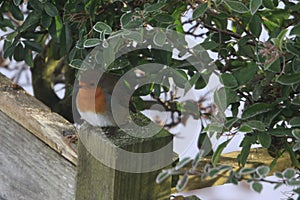 Robin on a frosty fence post