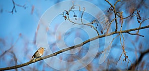 The European robin known simply as the robi