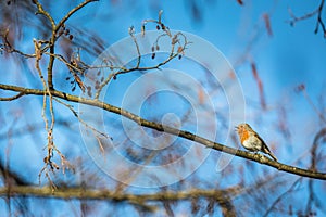 The European robin known simply as the robi