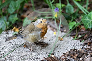European robin known simply as the robin or robin redbreast