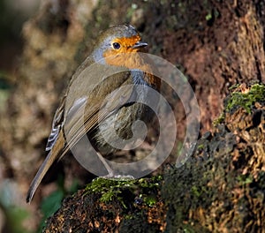 The European robin, known simply as the robin or robin redbreast in Great Britain