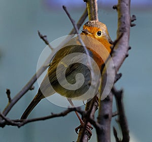 The European robin, known simply as the robin or robin redbreast in Great Britain