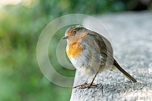 European robin on log