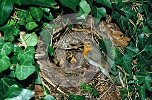 European robin at nest with chicks