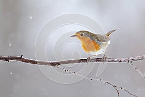 European robin with orange feathers on breast sitting on a twig in winter