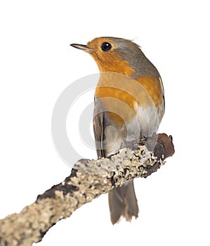 European Robin perched on a branch - Erithacus rubecula