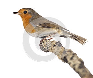 European Robin perched on a branch - Erithacus rubecula