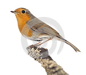 European Robin perched on a branch - Erithacus rubecula