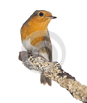 European Robin perched on a branch - Erithacus rubecula