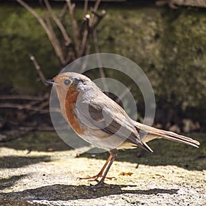 European Robin perched on ground