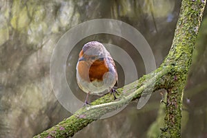 European robin perched on a tree branch. Erithacus rubecula.