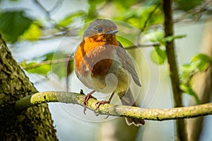 European robin perched on a tree branch. Erithacus rubecula.