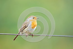European robin perched on a wire in spring