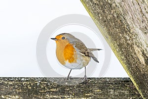 European Robin Perched on Wood Against White Background