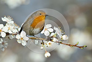 European robin perching on a cherry blossom tree