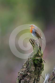 European Robin on a pice of wood in the forest - Rotkehlchen auf einer Wurzel im Wald (Erithacus rubecula)