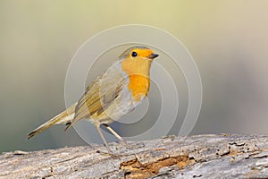 European robin, Pisco de peito ruivo, Erithacus rubecula